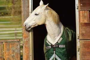 horse-1006558_960_720